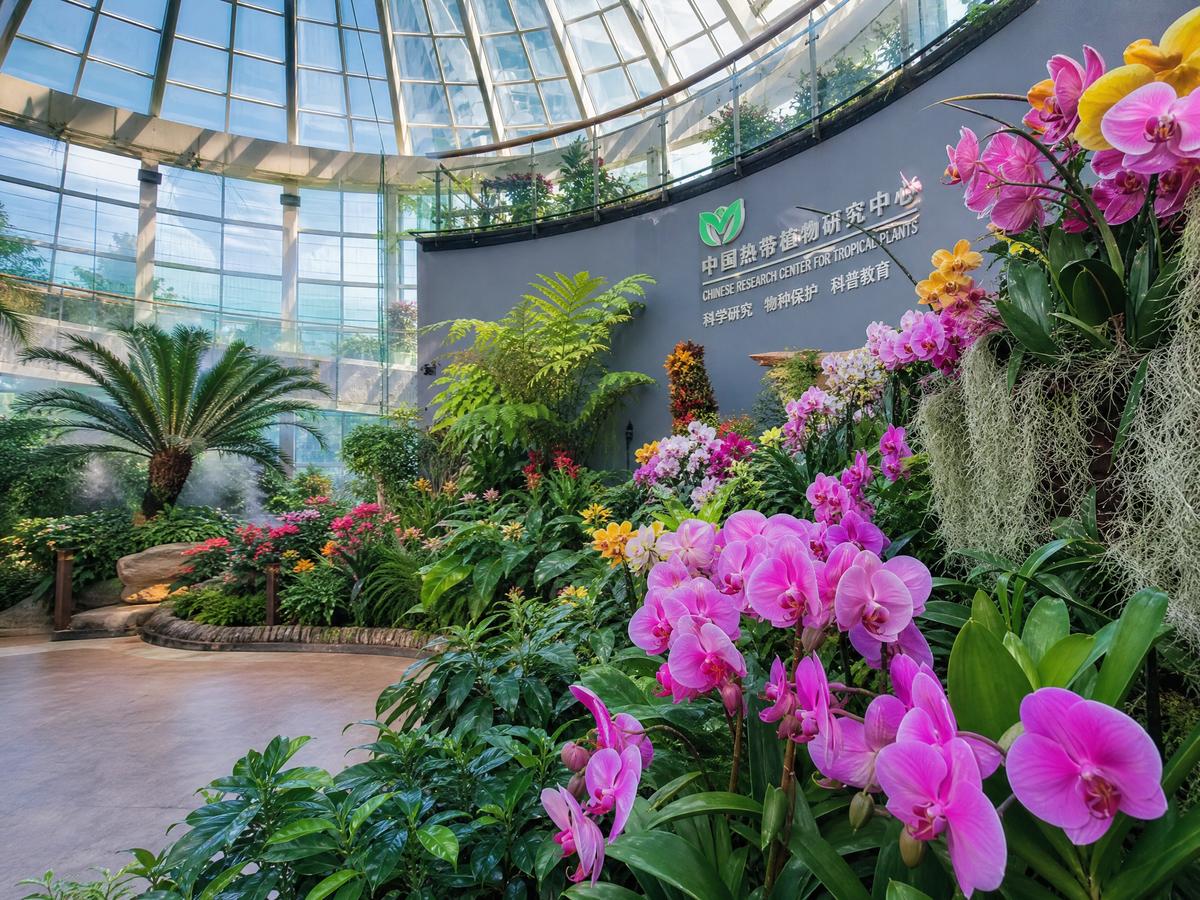 国产自拍【植物视频演示】兰花养护全程视频教程，新手必看植物视频